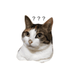 ねこ(ゆず)のきもち（個別スタンプ：7）