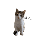 ねこ(ゆず)のきもち（個別スタンプ：8）