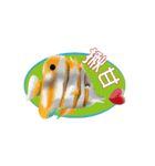 Colorful of fish（個別スタンプ：4）