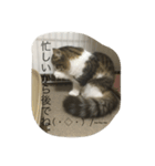 ポン太！（個別スタンプ：1）