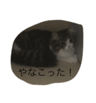 ポン太！（個別スタンプ：2）