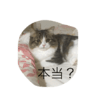 ポン太！（個別スタンプ：3）