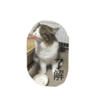 ポン太！（個別スタンプ：4）