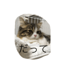 ポン太！（個別スタンプ：5）