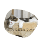 ポン太！（個別スタンプ：11）