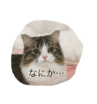 ポン太！（個別スタンプ：14）