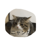 ポン太！（個別スタンプ：16）