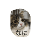 ポン太！（個別スタンプ：19）