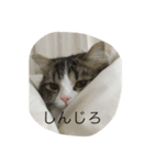 ポン太！（個別スタンプ：22）