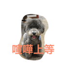 今日のふらんちゅ（個別スタンプ：5）