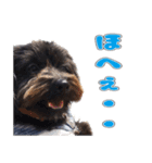 黒犬あんずちゃんのほんわかスタンプ（個別スタンプ：17）