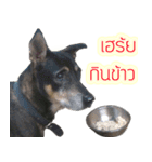 Little Cut Dog THONGKON（個別スタンプ：16）