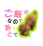 ふわぼさシフォンくん（個別スタンプ：21）
