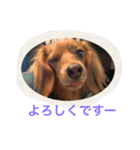 ミニチュアダックスのリオンちゃん2（個別スタンプ：6）