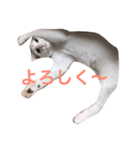 ハクちゃんスタンプ6（個別スタンプ：1）