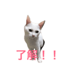ハクちゃんスタンプ6（個別スタンプ：2）