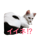 ハクちゃんスタンプ6（個別スタンプ：3）