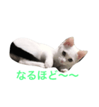 ハクちゃんスタンプ6（個別スタンプ：4）