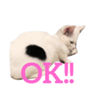 ハクちゃんスタンプ6（個別スタンプ：5）