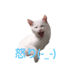 ハクちゃんスタンプ6（個別スタンプ：7）