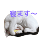ハクちゃんスタンプ6（個別スタンプ：8）