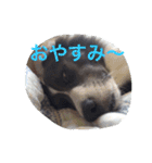 Surf君スタンプ0218（個別スタンプ：2）
