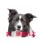 Surf君スタンプ0218（個別スタンプ：8）