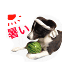 Surf君スタンプ0218（個別スタンプ：10）