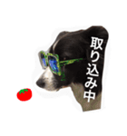 Surf君スタンプ0218（個別スタンプ：11）