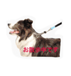 Surf君スタンプ0218（個別スタンプ：15）