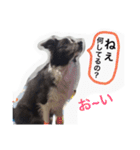 Surf君スタンプ0218（個別スタンプ：17）