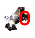 Surf君スタンプ0218（個別スタンプ：18）