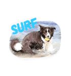 Surf君スタンプ0218（個別スタンプ：19）