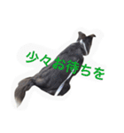 Surf君スタンプ0218（個別スタンプ：20）