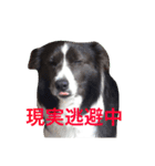 Surf君スタンプ0218（個別スタンプ：21）