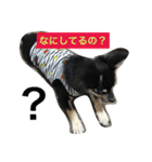 チワワのつくね隊長（個別スタンプ：7）