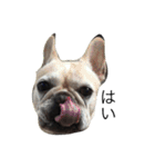 ブルーの犬たち（個別スタンプ：11）