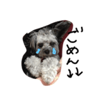 ミックス犬のミック（個別スタンプ：1）