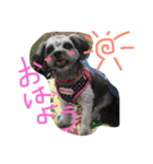 ミックス犬のミック（個別スタンプ：2）