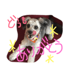 ミックス犬のミック（個別スタンプ：5）