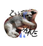 ミックス犬のミック（個別スタンプ：7）