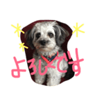 ミックス犬のミック（個別スタンプ：8）