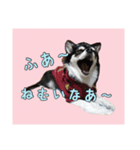 チワワのさーくん.（個別スタンプ：1）