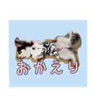 チワワのさーくん.（個別スタンプ：2）