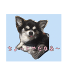 チワワのさーくん.（個別スタンプ：3）