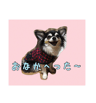 チワワのさーくん.（個別スタンプ：4）