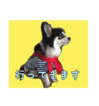 チワワのさーくん.（個別スタンプ：5）