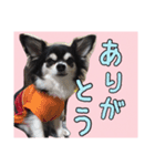チワワのさーくん.（個別スタンプ：6）