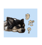 チワワのさーくん.（個別スタンプ：7）