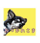 チワワのさーくん.（個別スタンプ：9）